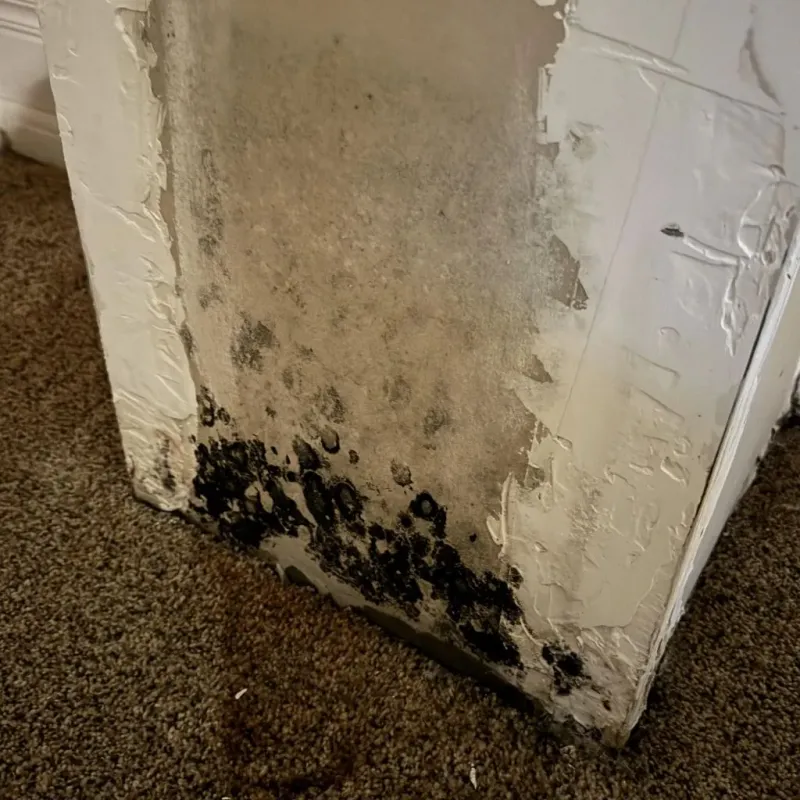 Professional Mold Removal in Collinwood, OH